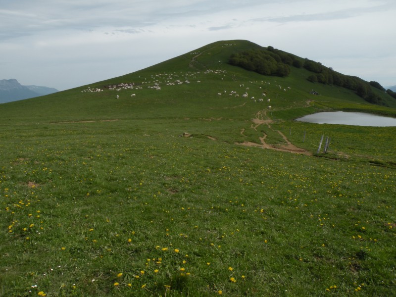 photo1 : Les vaches profitent de l'herbe fraiche