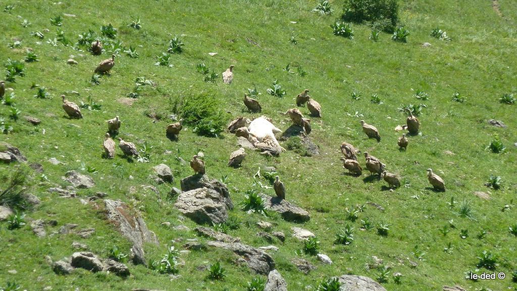 Charogniards : les vautours sont en train d'achever un veau gémissant